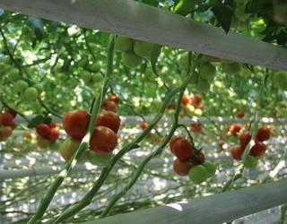 «Украфлора-Вінниця» замінює старі теплиці сучасними для вирощування овочів